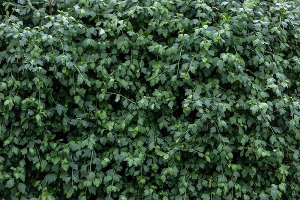 Arbusto Con Follaje Verde Brillante Bajo Lluvia Con Grandes Gotas —  Fotos de Stock