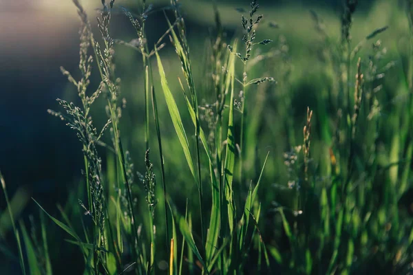 Juicy Leaves Green Grass Background Backlit Sunlight — ストック写真