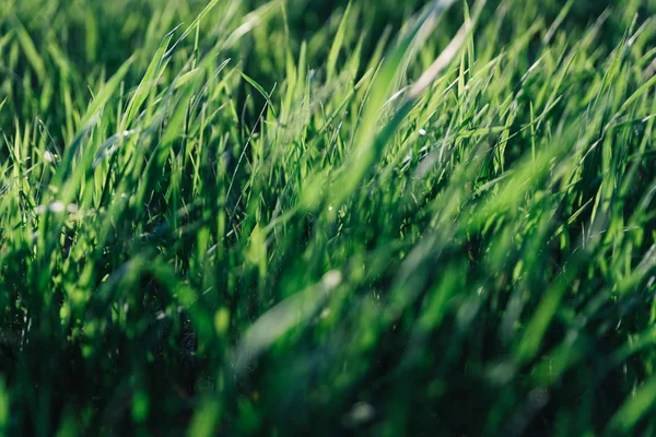 Sappige Bladeren Van Groen Gras Achtergrond Met Verlicht Zonlicht — Stockfoto