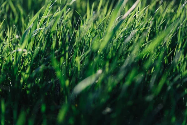 Saftiga Blad Grönt Gräs Bakgrunden Med Bakgrundsbelyst Solljus — Stockfoto