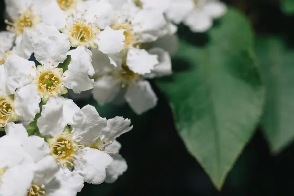 Flores Brancas Cereja Pássaro Macro Grande Plano Espaço Para Cópia — Fotografia de Stock