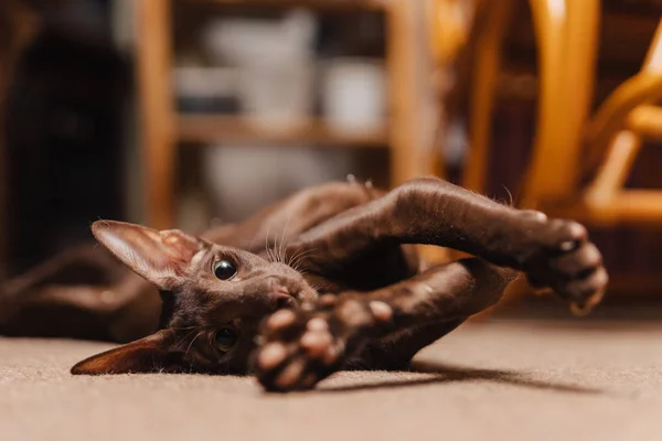 Oriental Cat Chocolate Color Kitten Lies Floor Stretched Its Paws — 스톡 사진