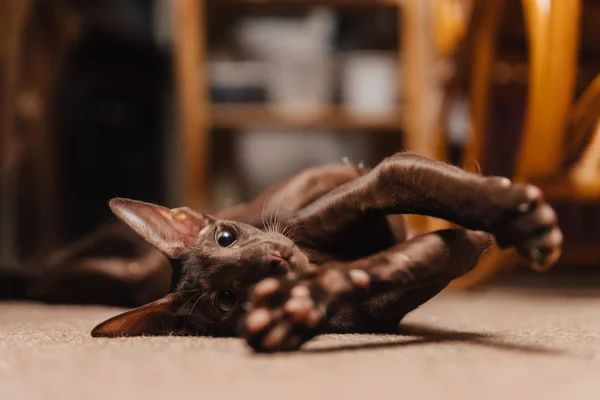 Oriental Cat Chocolate Color Kitten Lies Floor Stretched Its Paws — 스톡 사진