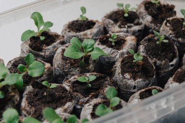 Tohumlar için özel toprak kaplarında çok küçük bitkiler filizlenir..