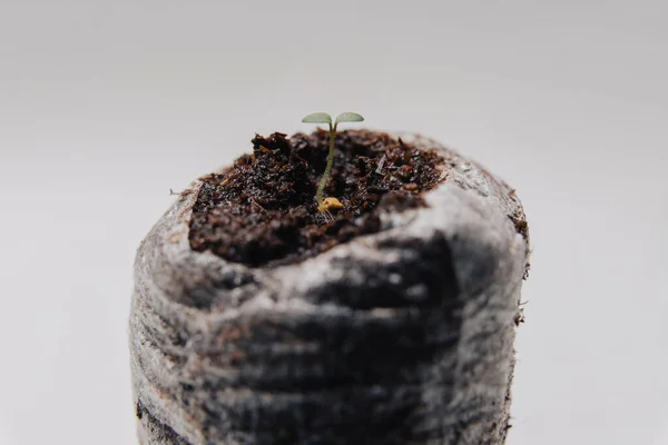 A very small tiny plant sprout in a special earthen container for seedlings on a white background.