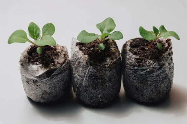 Three very small tiny plant sprouts in special earthen containers for seedlings on a white background.