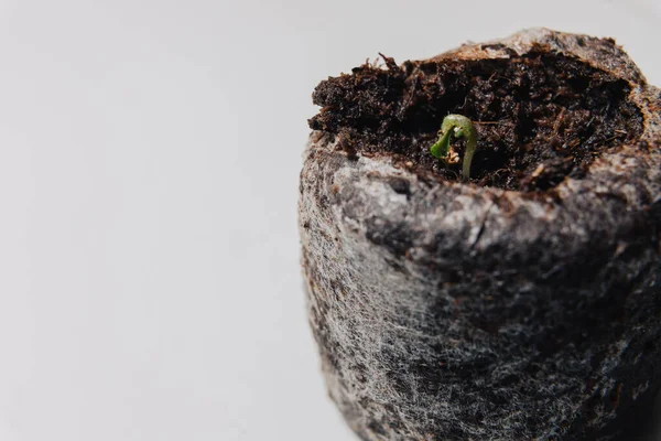Egy Nagyon Kicsi Növény Csírája Egy Speciális Földes Konténerben Palánták — Stock Fotó