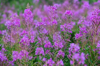 Chamaenerion angustifolium. Yosun. Rosebay Willowhere 'de. Büyük Willowhere. Çiçekli Sally. Çayırda bir sürü mor kızılötesi bitki yetişiyor..