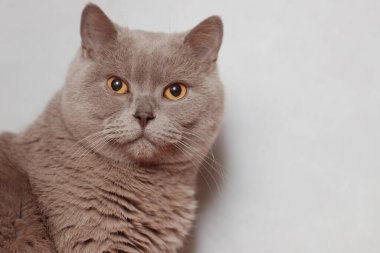 Mor İngiliz kedisi. Bir hayvanın portresi.