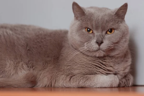 Gato Britânico Roxo Retrato Animal — Fotografia de Stock