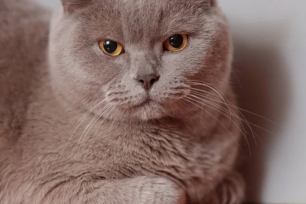 Lila Britische Katze Porträt Eines Tieres Aus Nächster Nähe — Stockfoto