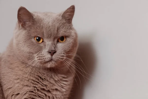 Lila Britische Katze Porträt Eines Tieres — Stockfoto