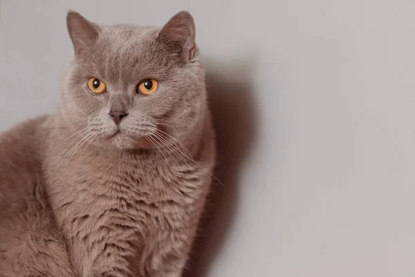 Lila Britische Katze Porträt Eines Tieres — Stockfoto
