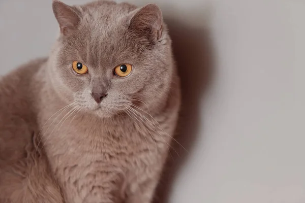 Paarse Britse Kat Portret Van Een Dier — Stockfoto