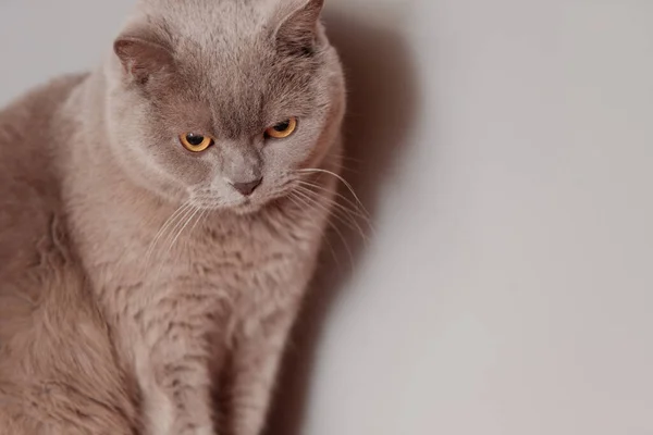 Μωβ Βρετανίδα Γάτα Πορτρέτο Ενός Ζώου Γατάκι Κατσούφιασε Και Κοίταξε — Φωτογραφία Αρχείου