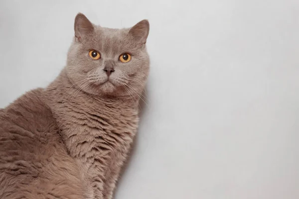 Gato Britânico Roxo Retrato Animal — Fotografia de Stock