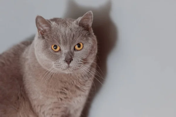 Purple british cat. Portrait of an animal.