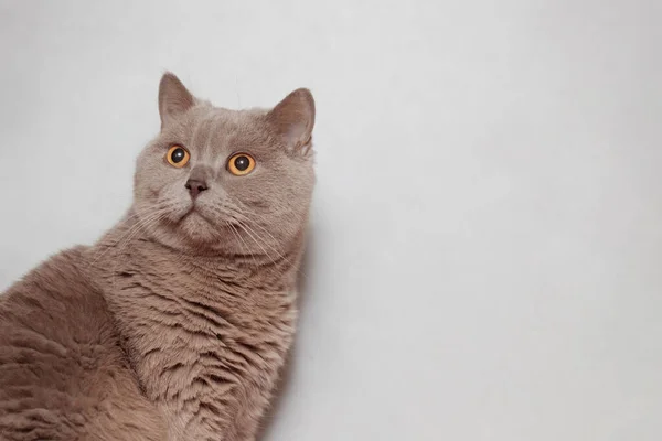 Gato Británico Morado Retrato Animal —  Fotos de Stock