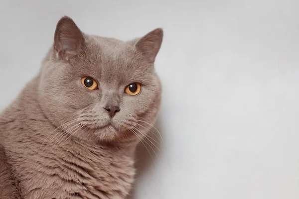 Gato Británico Morado Retrato Animal —  Fotos de Stock