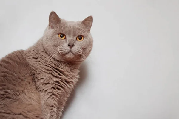 Lila Britische Katze Porträt Eines Tieres — Stockfoto