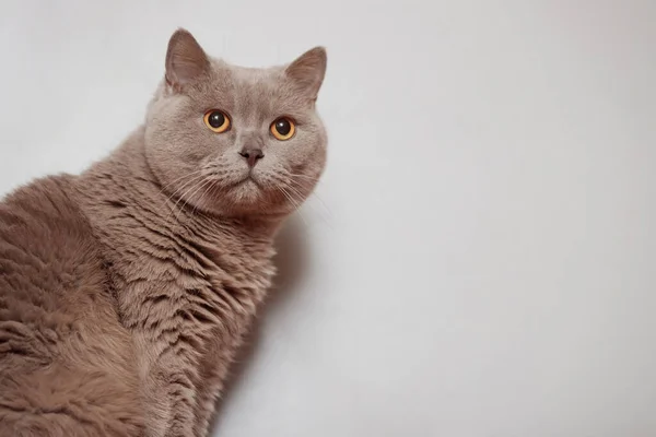 Μωβ Βρετανίδα Γάτα Προσωπογραφία Ζώου — Φωτογραφία Αρχείου