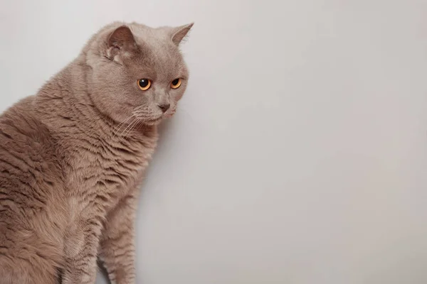 Gato Británico Morado Retrato Animal — Foto de Stock