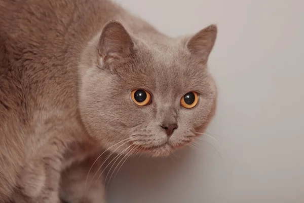 Gato Británico Morado Retrato Animal Gatito Está Mirando Cauteloso Asustado —  Fotos de Stock