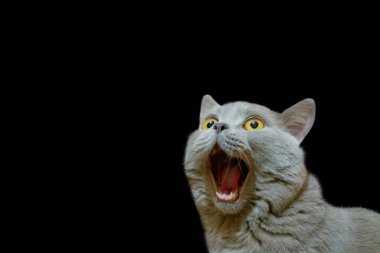 Mavi ceketli leylak rengi bir İngiliz kedisi yukarı bakıyor. Kedi çılgın bir bakışla ağzını açtı. Şaşırmış ya da şaşırmış bir hayvan konsepti. Siyah rengin izole edilmiş arka planında bir kedi figürü.