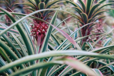 Genç ananas. Ananas Comosus Variegatus. Çeşit çeşit ananas. Pembe Cüce Ananas.