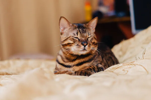 고양이 호랑이는 침대에서 낮잠을 — 스톡 사진