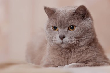 Mor İngiliz kedisi. Kedi yatağın üzerinde yatıyor. Bir evcil hayvan portresi.