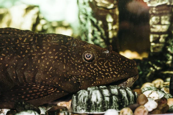 Pez Gato Bushymouth Ancistrus Dolichopterus Inicio Peces Acuario — Foto de Stock