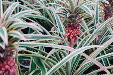 Genç ananas. Ananas Comosus Variegatus. Çeşit çeşit ananas. Pembe Cüce Ananas.