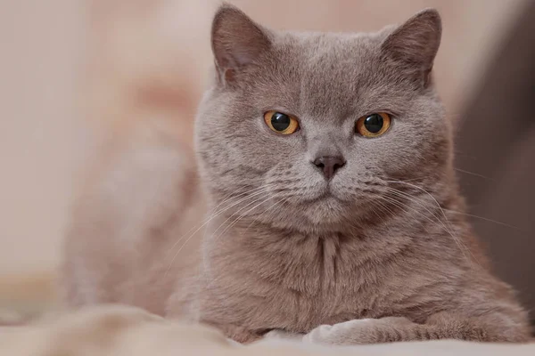 Paarse Britse Kat Kat Ligt Het Bed Portret Van Een — Stockfoto