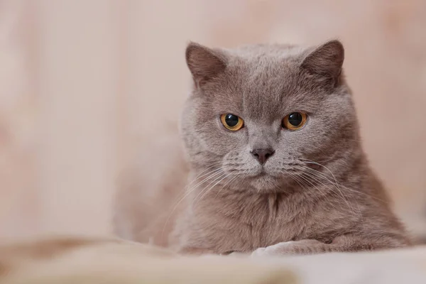 Gato Britânico Roxo Gato Está Deitado Cama Retrato Animal Estimação — Fotografia de Stock