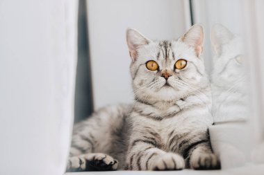 Siyah-beyaz mermer renkli bir İskoç ya da İngiliz kedisi güneşli bir günde beyaz bir pencere eşiğinde dinleniyor..