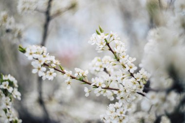 Çiçek açan erik ağacı. Dallar beyaz çiçeklerle kaplıdır..
