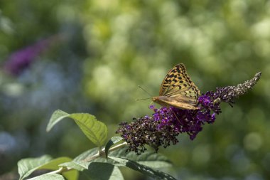 Çiçekler güzel kelebeği.
