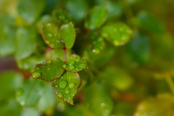 Fotografía Cerca Del Crecimiento Primavera Rosal Con Gotas Lluvia Las —  Fotos de Stock