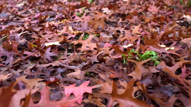 Schieberegler Von Trockenen Herbstblättern Auf Dem Boden Laubwald Gelbe Herbstblätter — Stockvideo