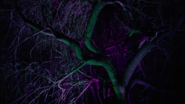 Oświetlenie Lasu Parku Bad Lippspringe Korona Drzewa Parku Oświetlona Dołu — Wideo stockowe