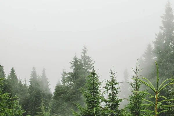 重い霧の中でカルパチアのキャンプからの写真 松林と緑の芝生に覆われた丘 ストック画像