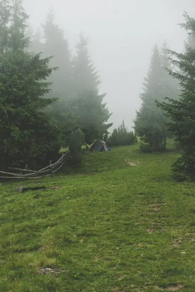 重い霧の中でカルパチアのキャンプからの写真 松林と緑の芝生に覆われた丘 ロイヤリティフリーのストック写真