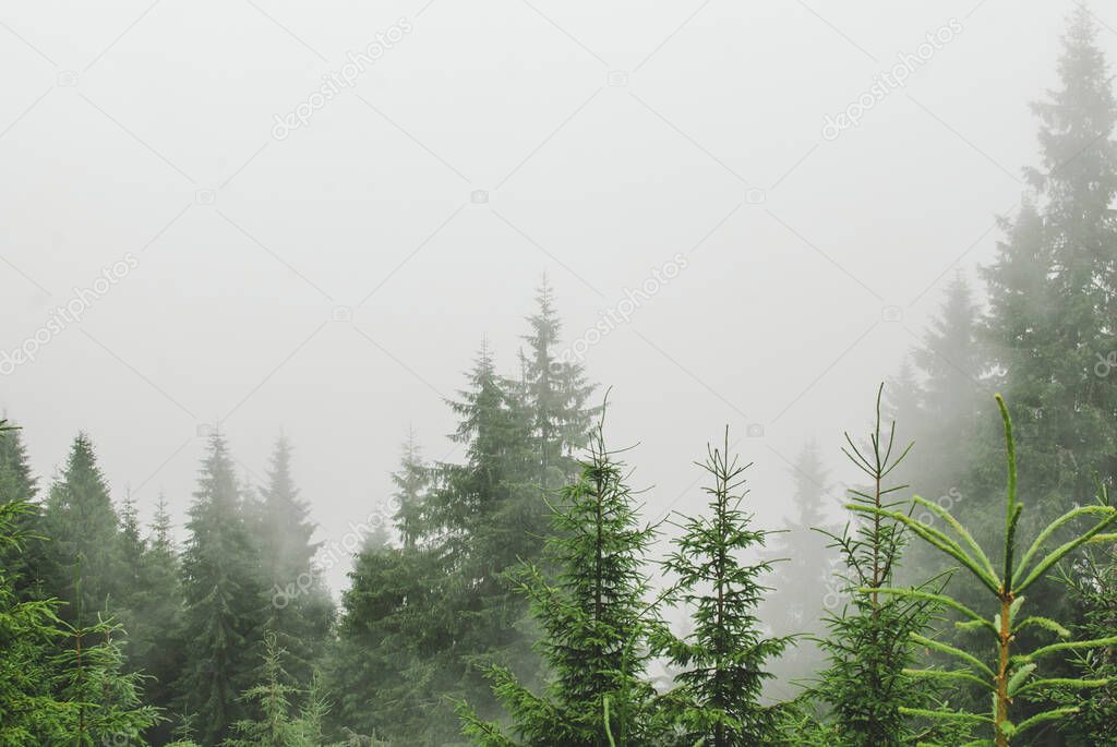 Photo from a camping in the Carpathians during heavy fog.  Hills covered with pine trees and green grass.