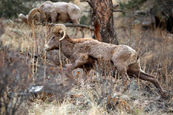 Big Horn Ram Parque Nacional Las Montañas Rocosas — Foto de Stock