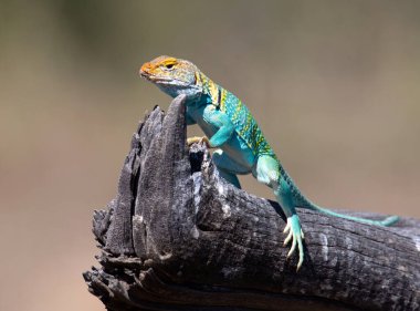 Doğu Yakalı Kertenkele Crotaphytus tasması