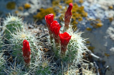 Echinocereus triglochidiatus Claret Kupası, Claret Cup Kaktüsü, Kirpi Kaktüsü, Kingcup Kaktüsü, Mojave Tepesi, Mohave Tepesi