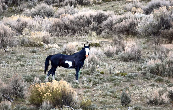 Cavalo Preto Com Rosto Branco — Fotografia de Stock