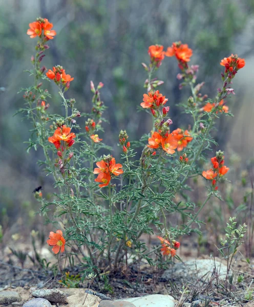 Wild Orange Globe Mallow Plant — Stock Photo, Image