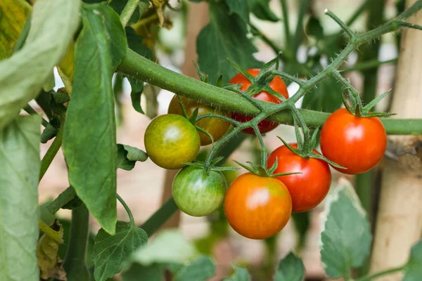 Plantas maduras de tomate fresco — Foto de Stock